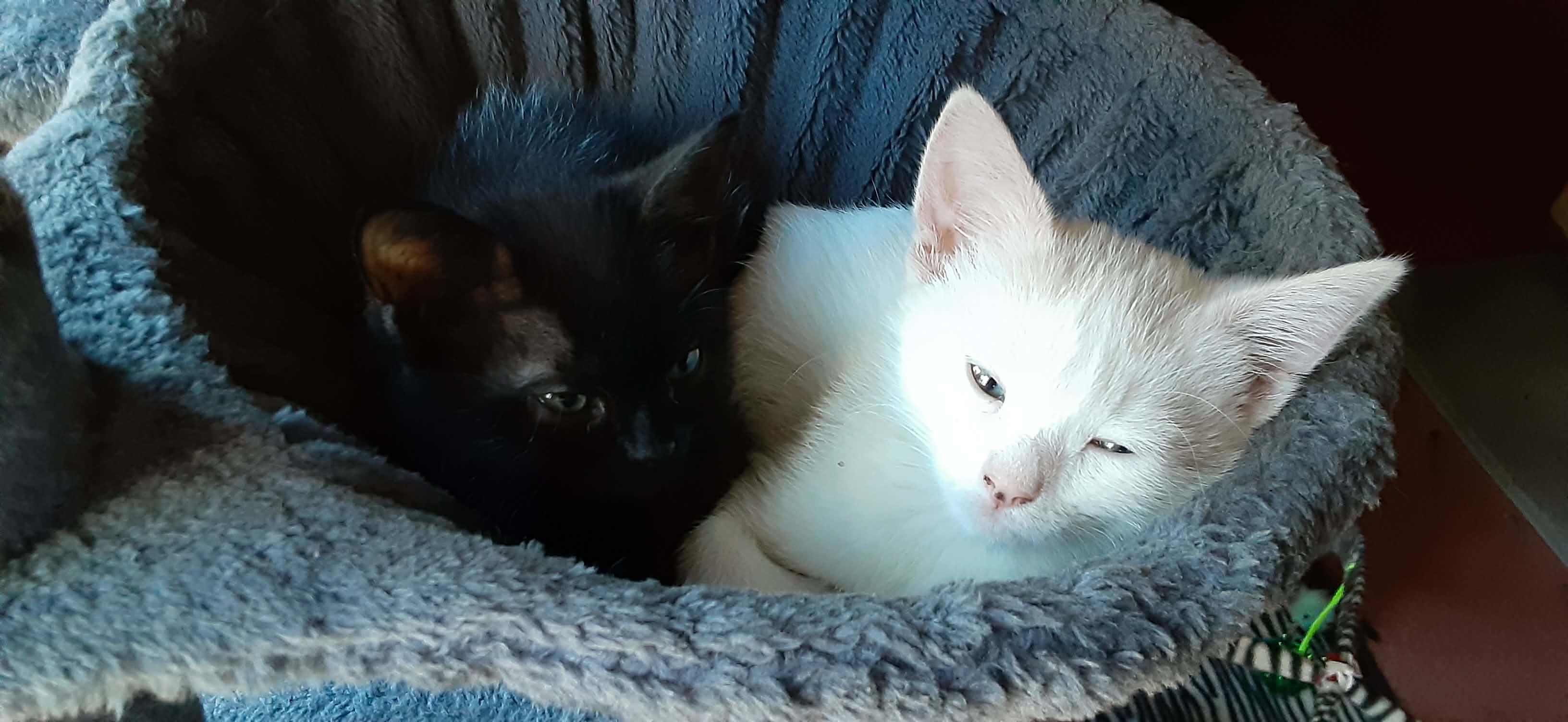 Glacier and Galaxy , a ADOPTABLE Domestic Short Hair in Belchertown, MA image 4/4