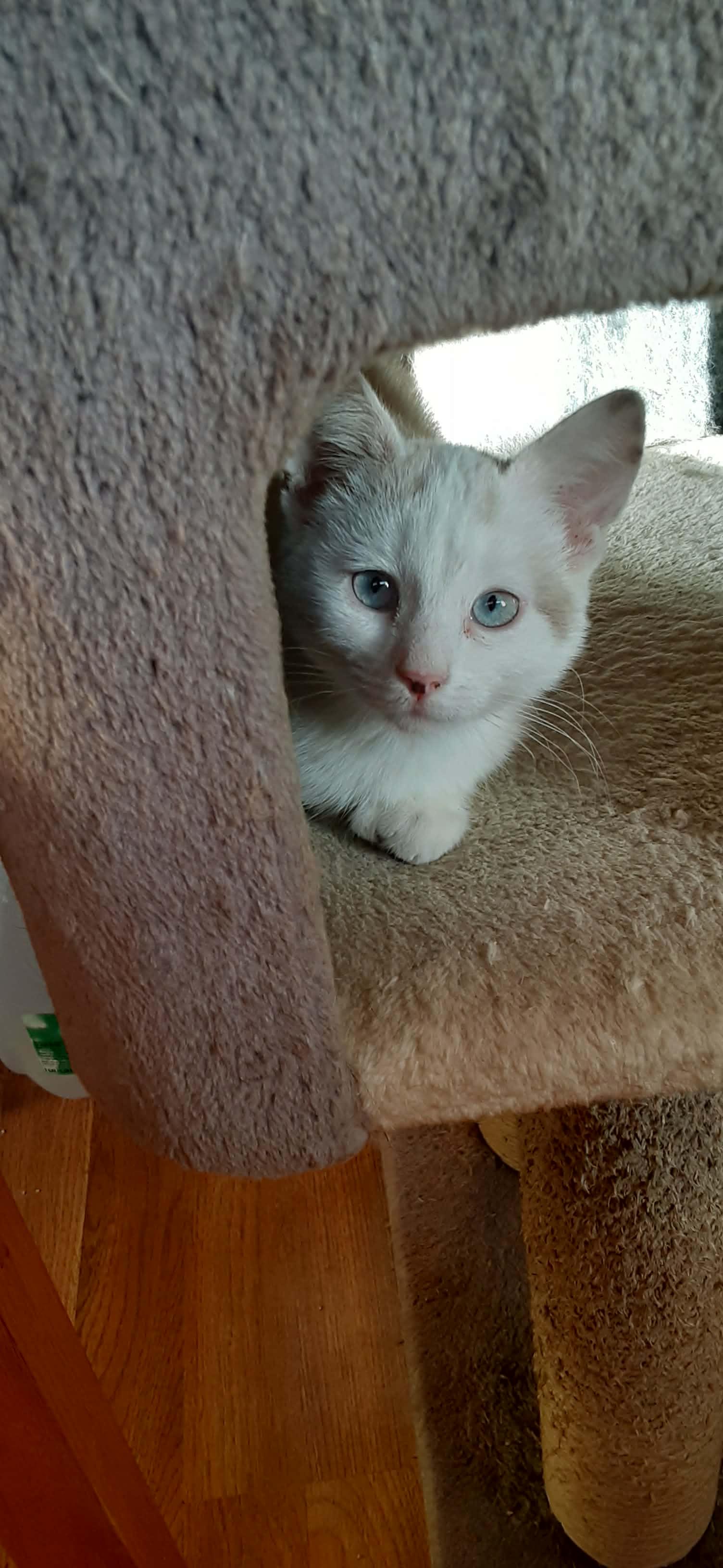 Glacier and Galaxy , a ADOPTABLE Domestic Short Hair in Belchertown, MA image 3/4