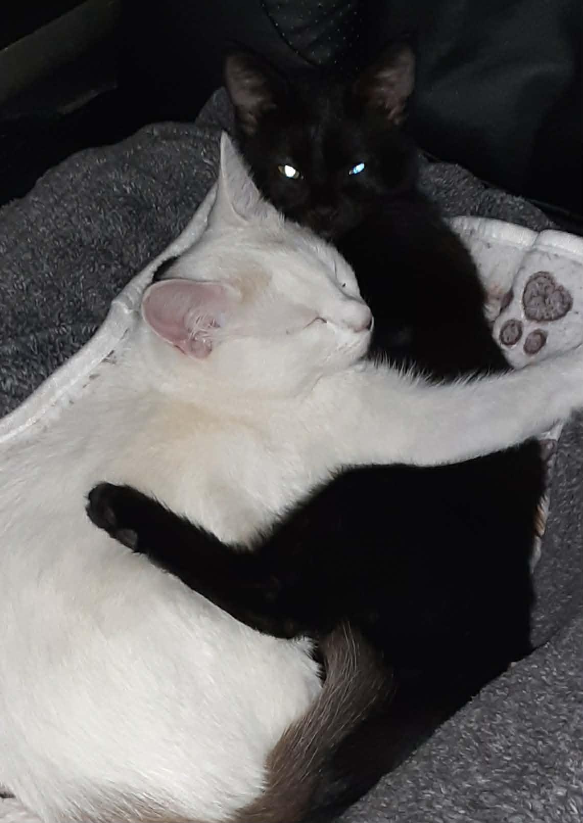 Glacier and Galaxy , ADOPTABLE, Young Female Domestic Short Hair.