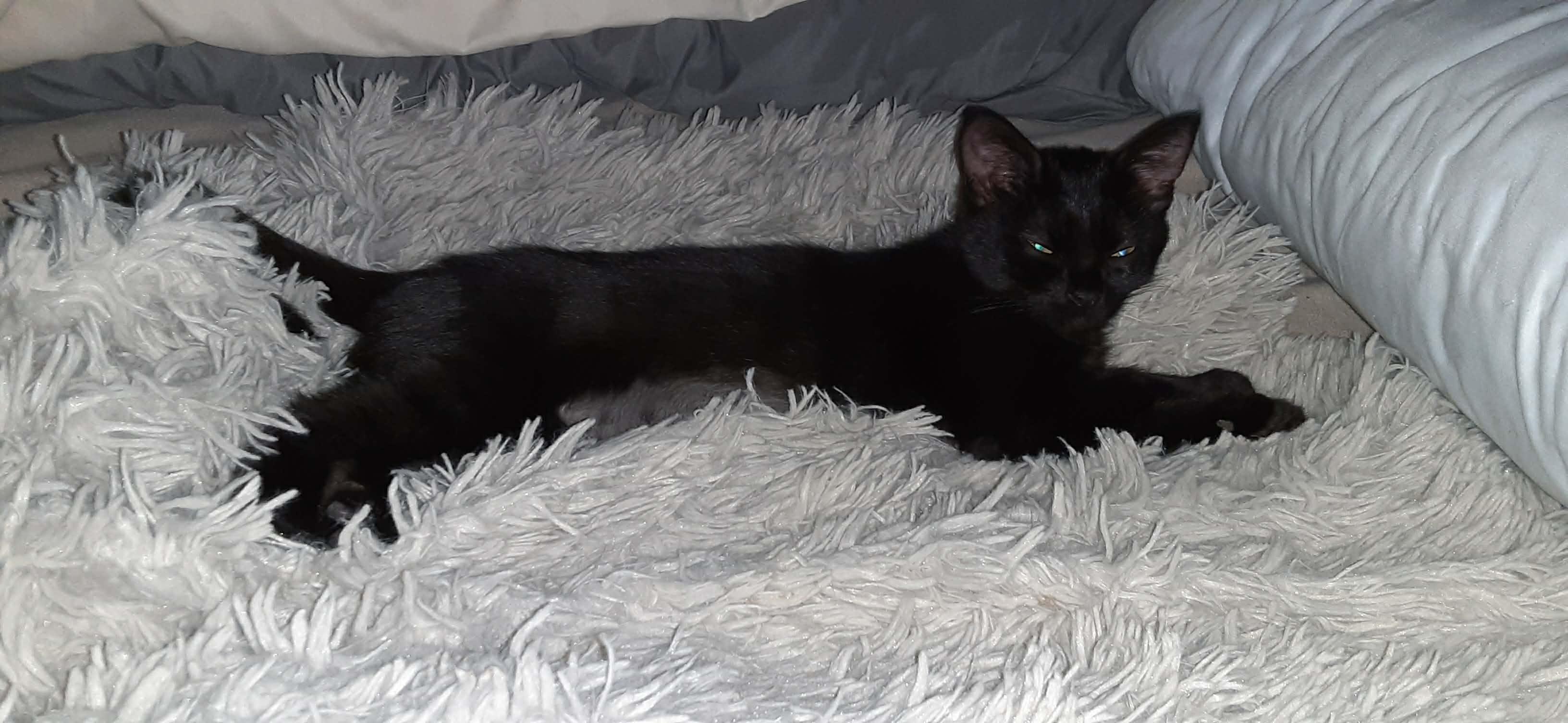 Glacier and Galaxy , a ADOPTABLE Domestic Short Hair in Belchertown, MA image 2/4