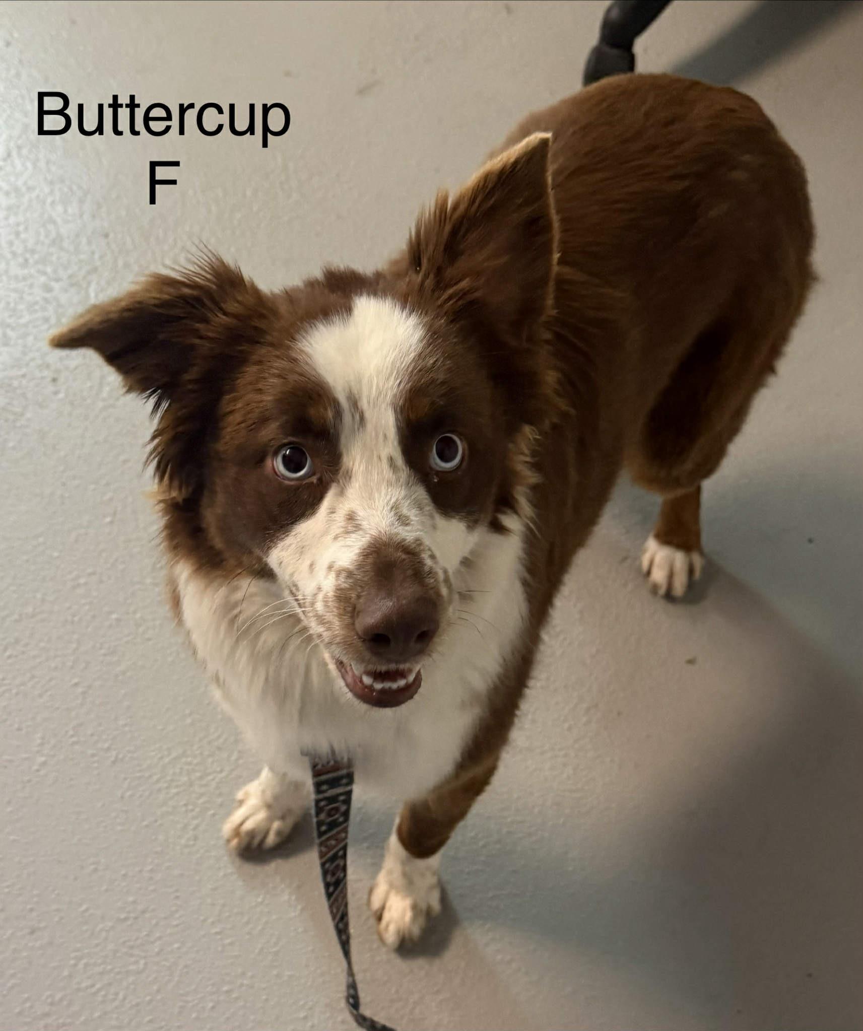 Enlarge Buttercup , a ADOPTABLE Australian Cattle Dog / Blue Heeler in Hop Bottom, PA image 1/2