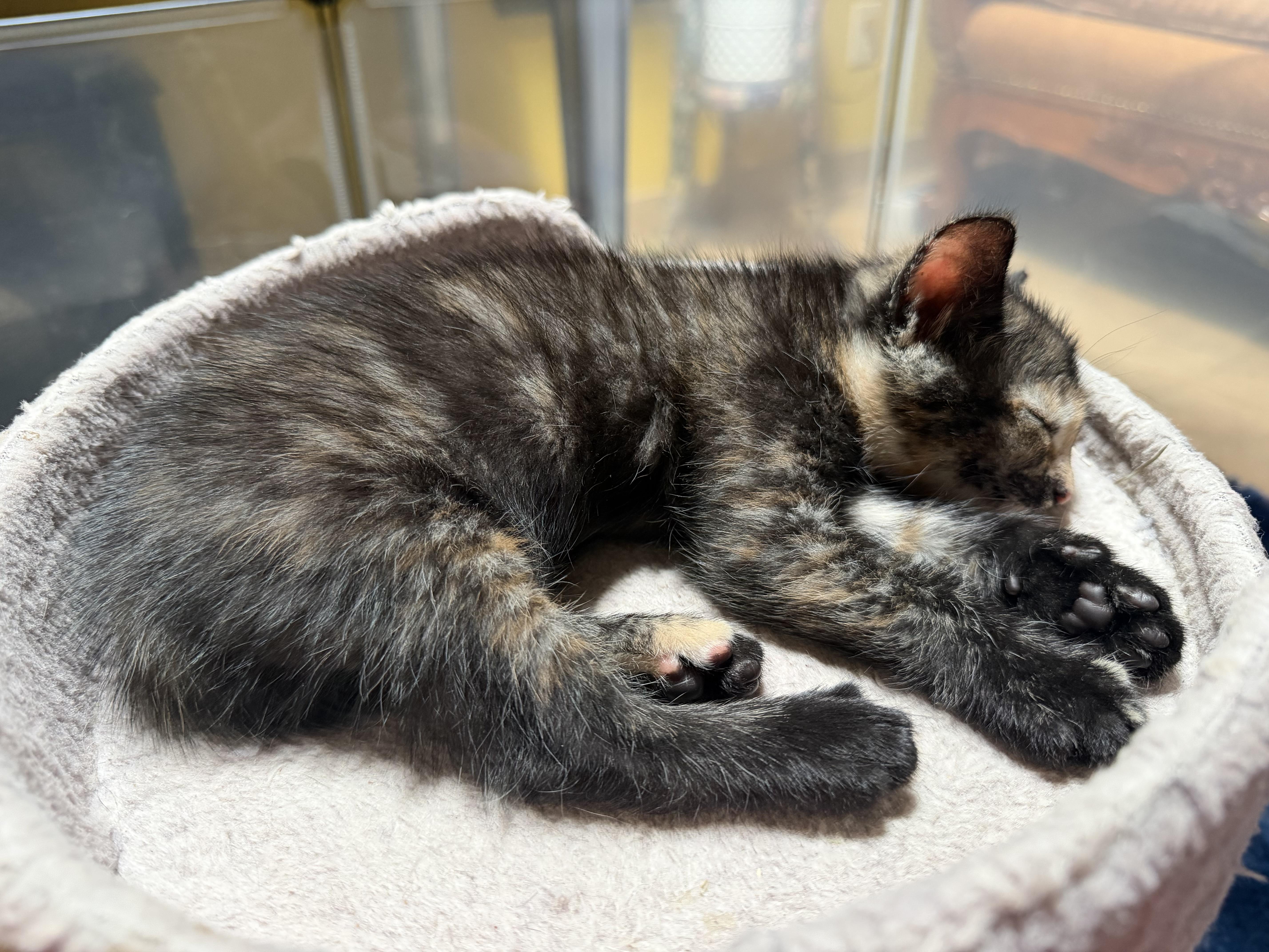 Amelia, a Adoptable Domestic Medium Hair in Palm Desert, CA image 2/3