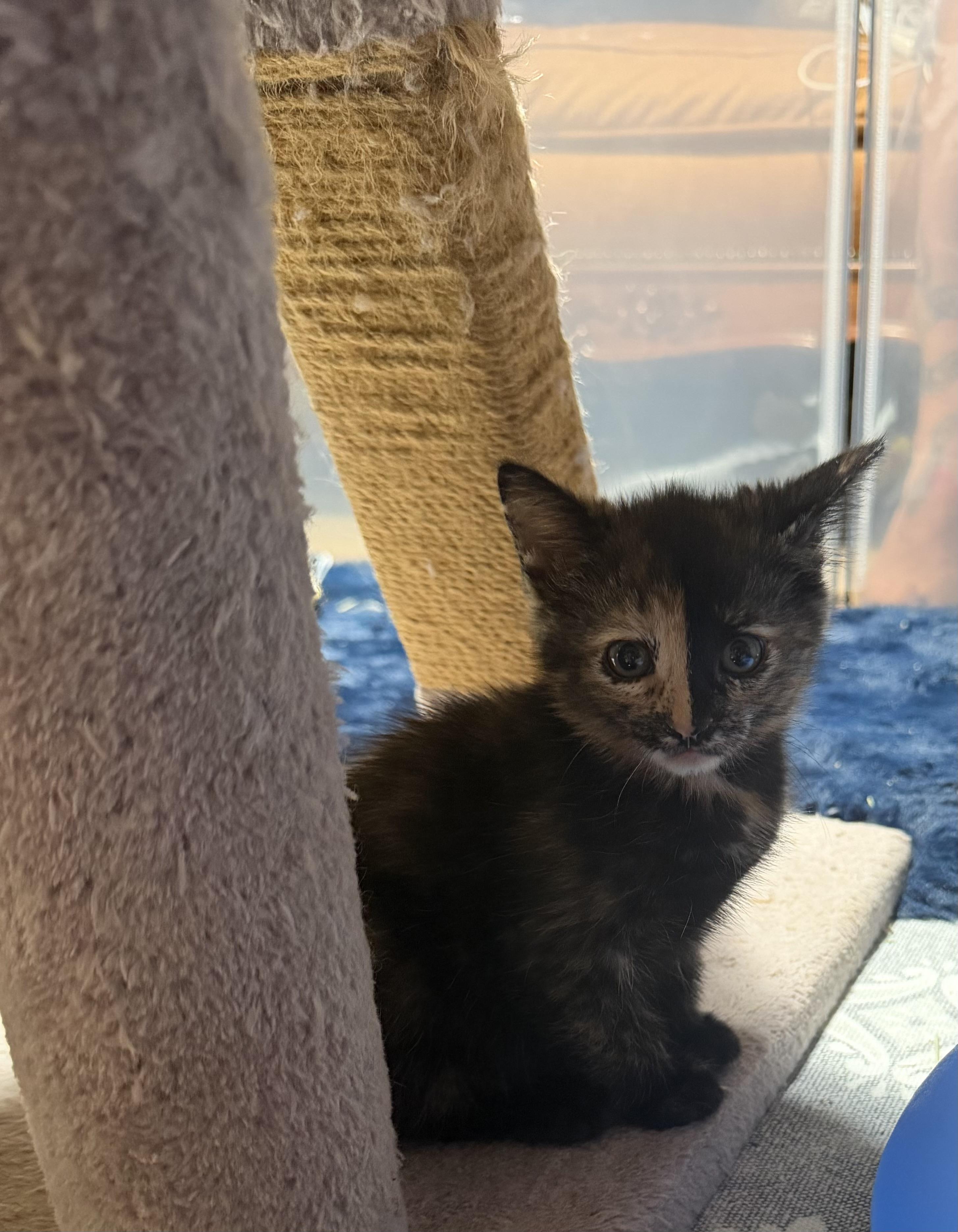 Amelia, a Adoptable Domestic Medium Hair in Palm Desert, CA image 1/3