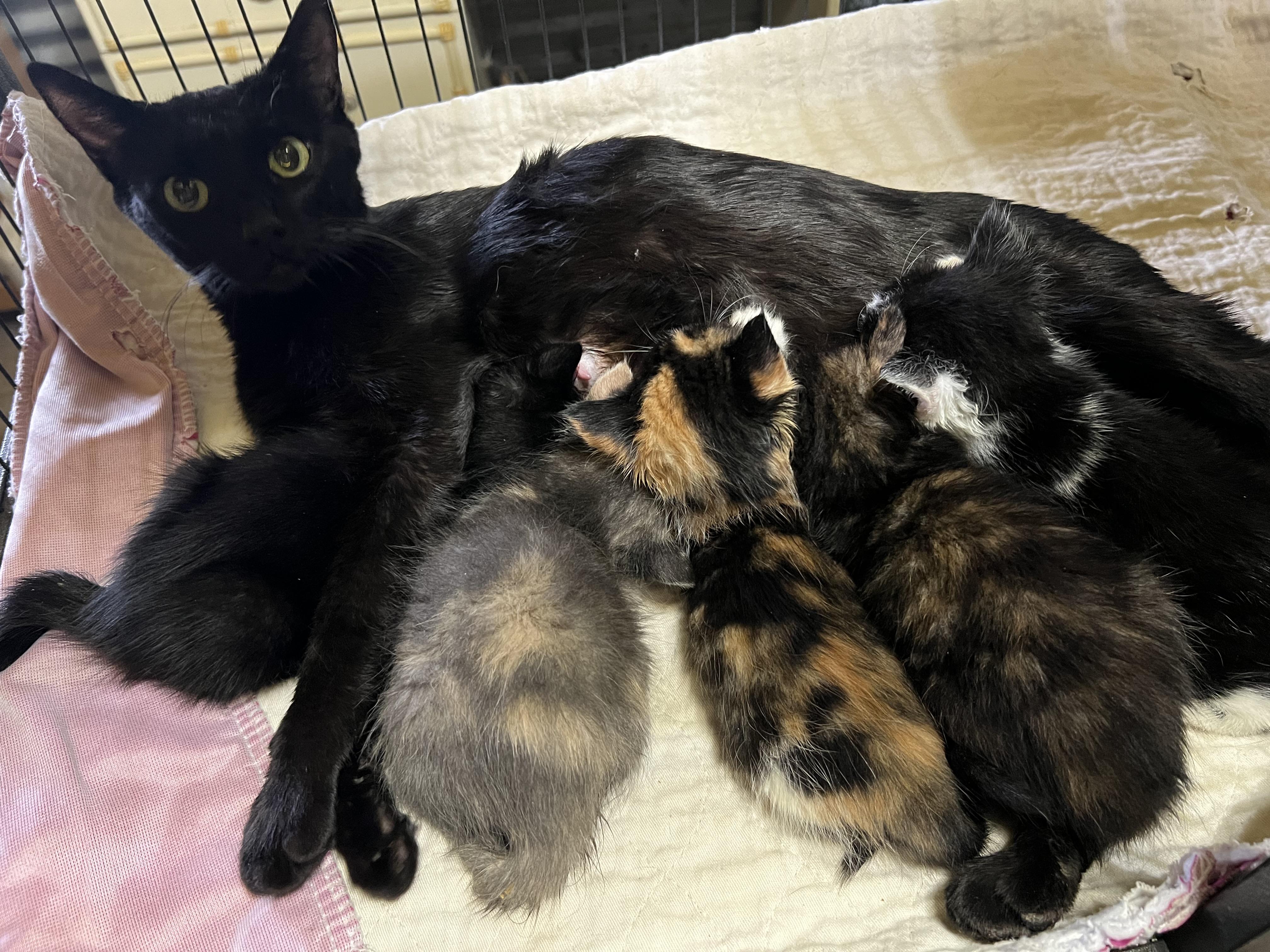 Amelia, a Adoptable Domestic Medium Hair in Palm Desert, CA image 3/3
