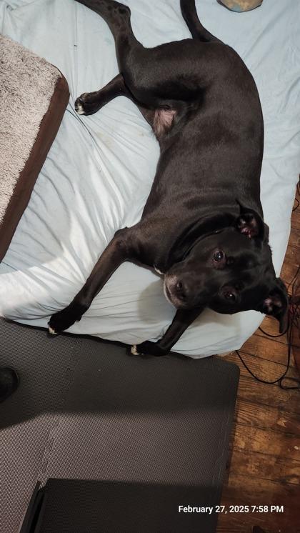 Bruce, a Adoptable mixed breed in Columbia, SC image 2/3