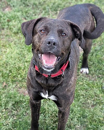 Roxanne, Adult Female Labrador Retriever