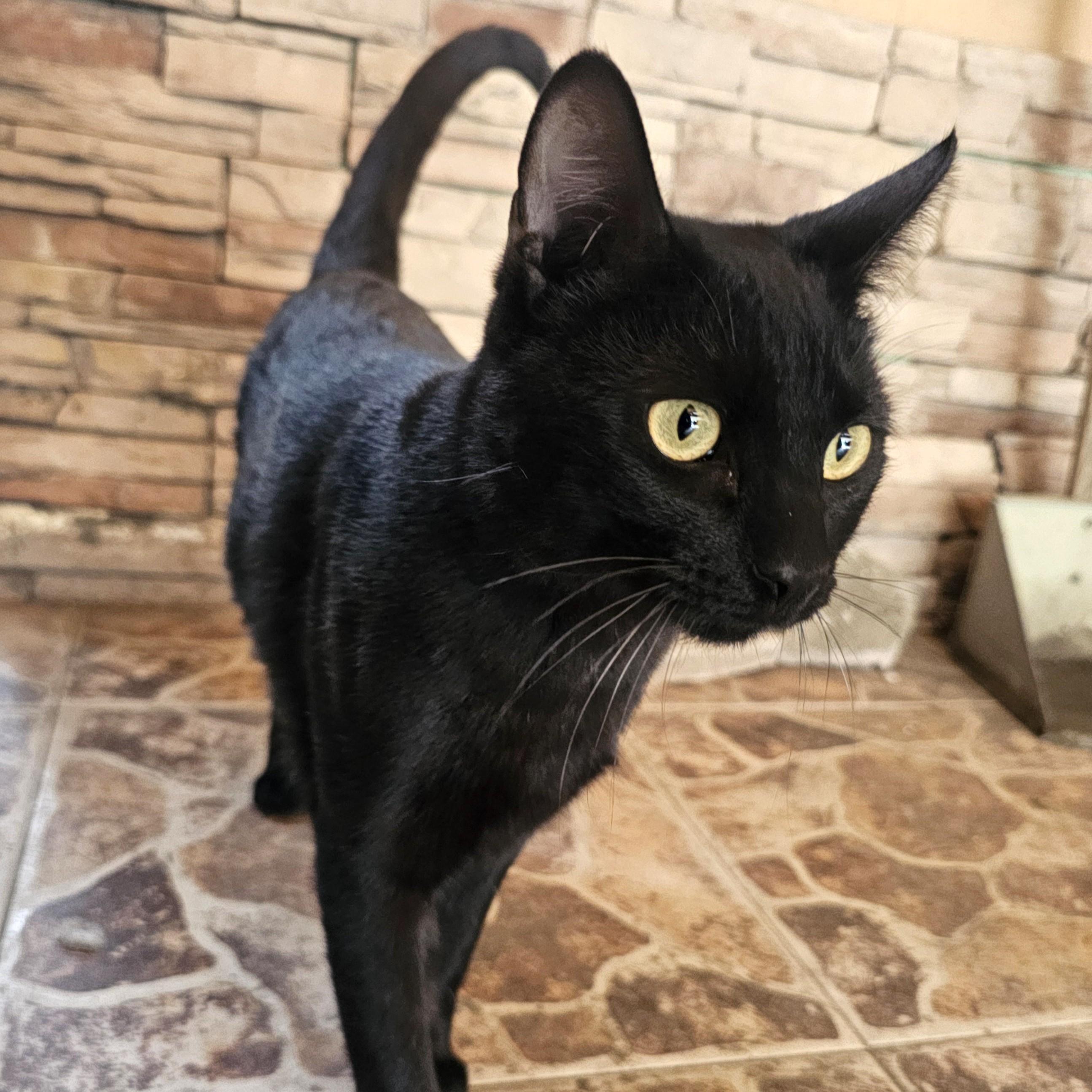 Tchalla — thumbnail 2