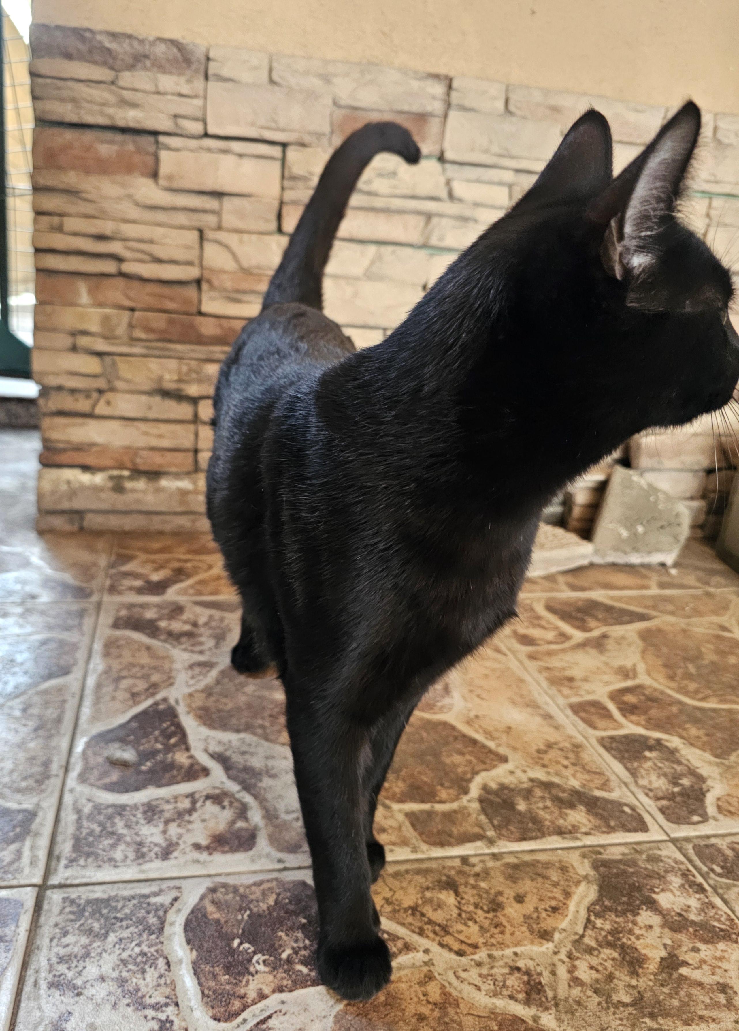 Tchalla — thumbnail 3