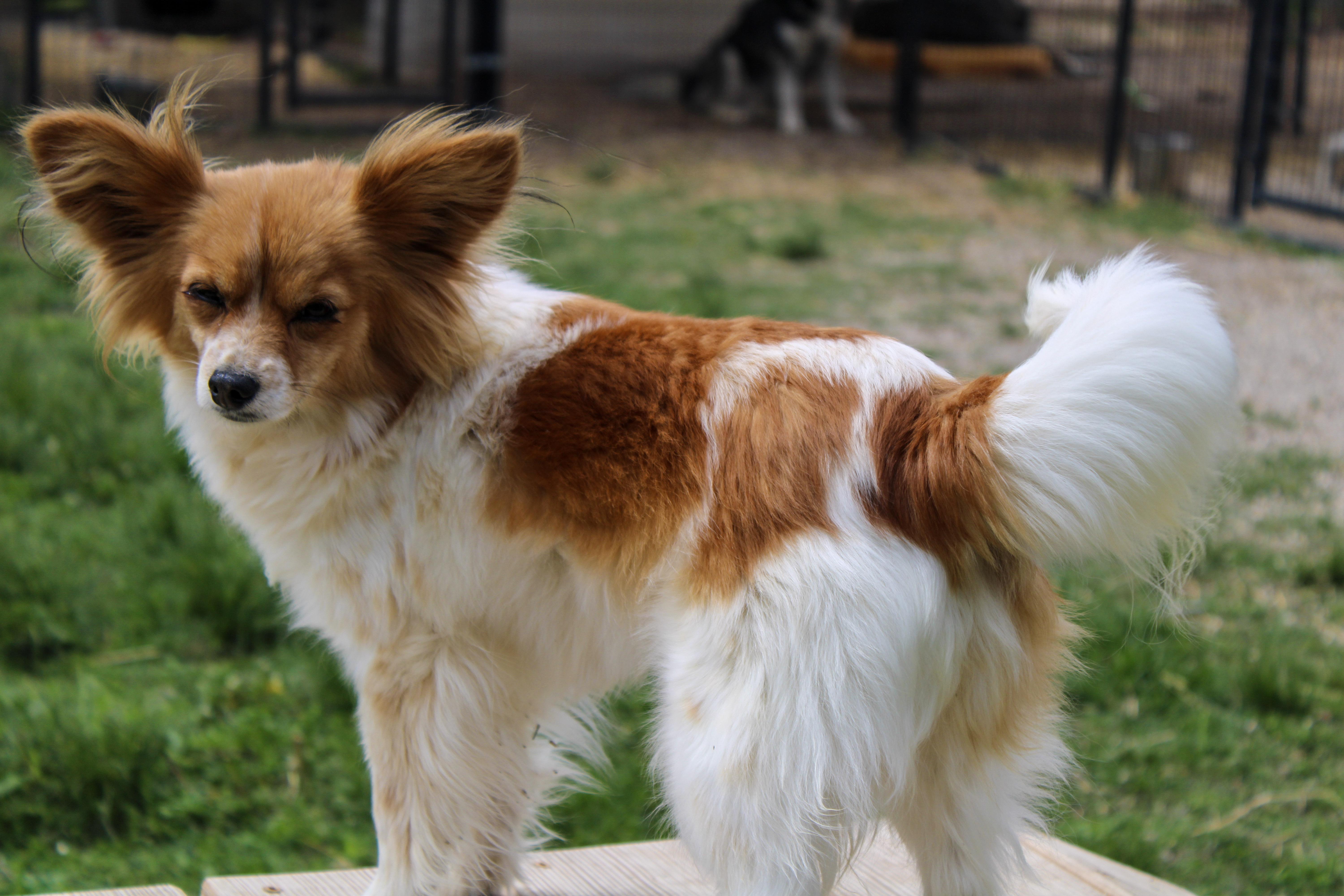 Smalls, a ADOPTABLE Papillon in Neosho, MO image 1/3