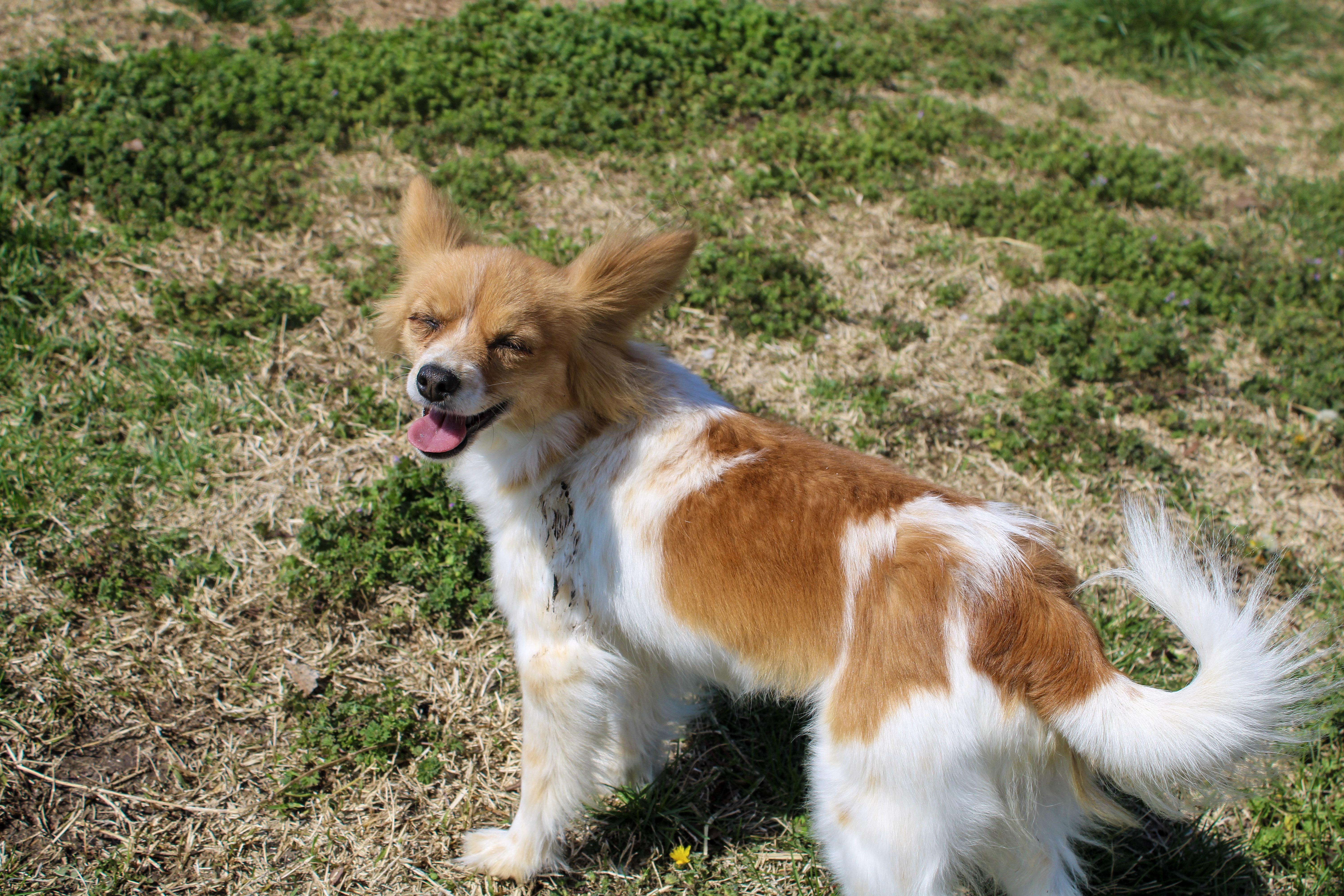 Smalls, a ADOPTABLE Papillon in Neosho, MO image 2/2