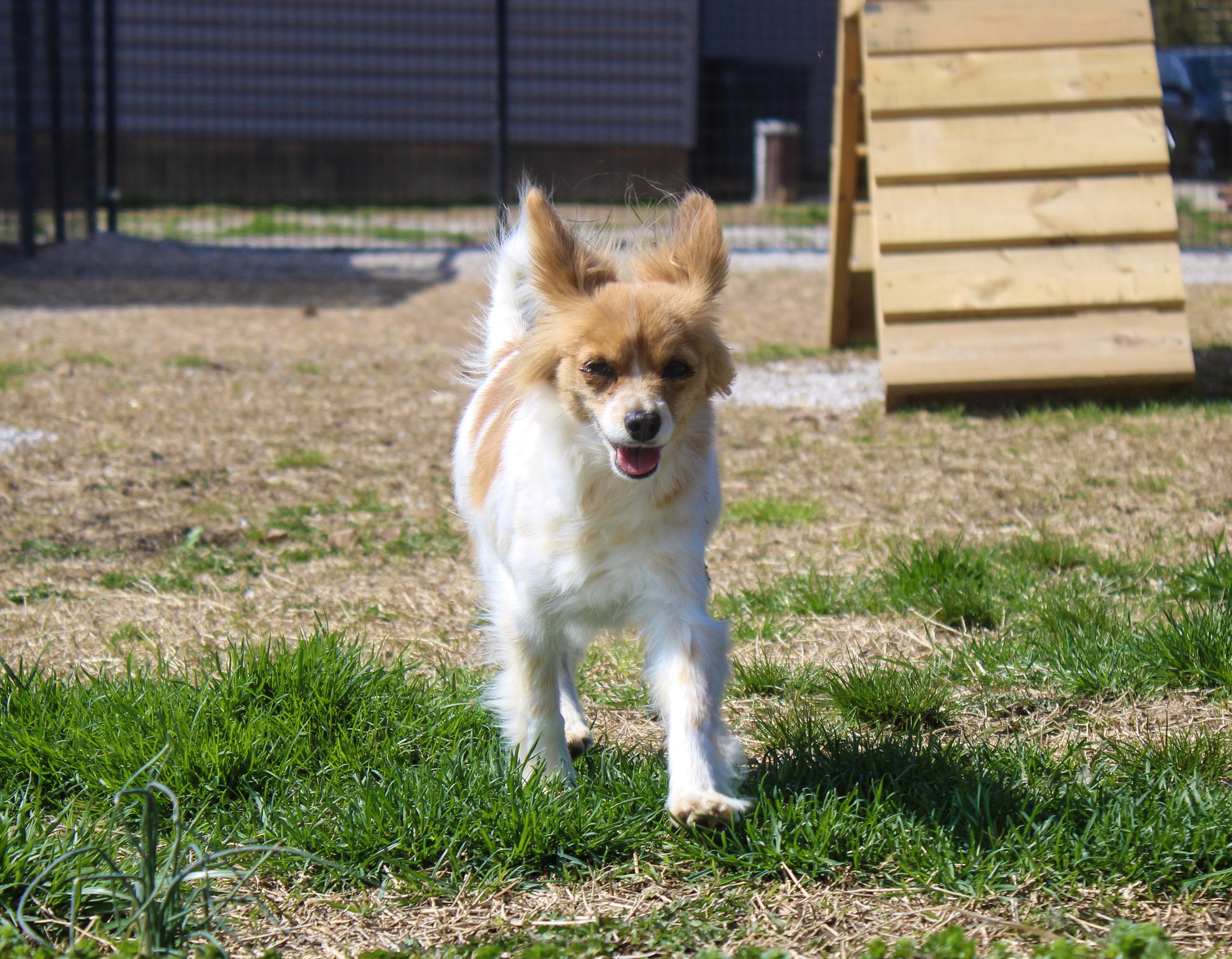 Smalls, ADOPTABLE, Adult Female Papillon.