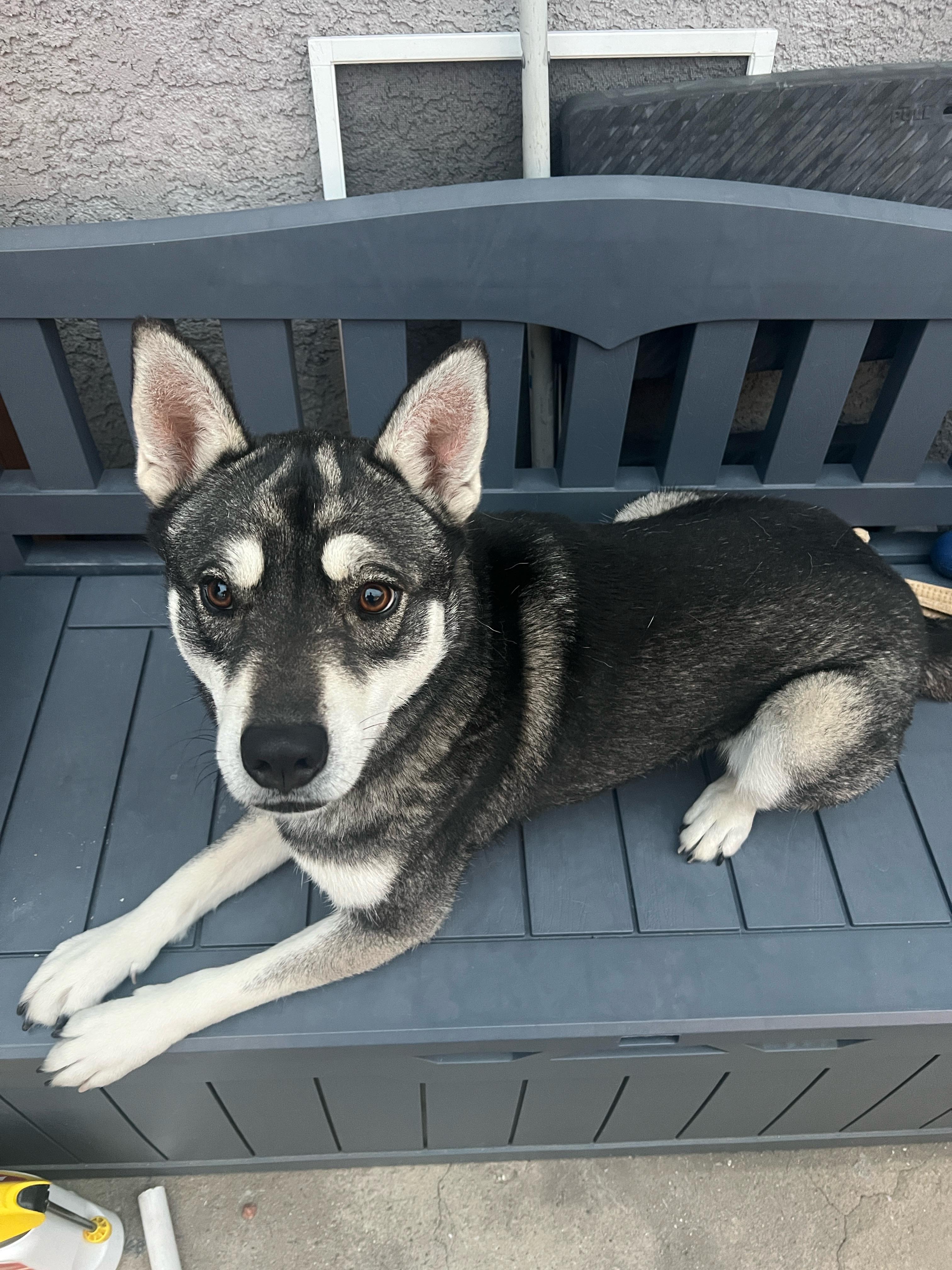 Koba, Adoptable, Adult Male Spitz & Siberian Husky.