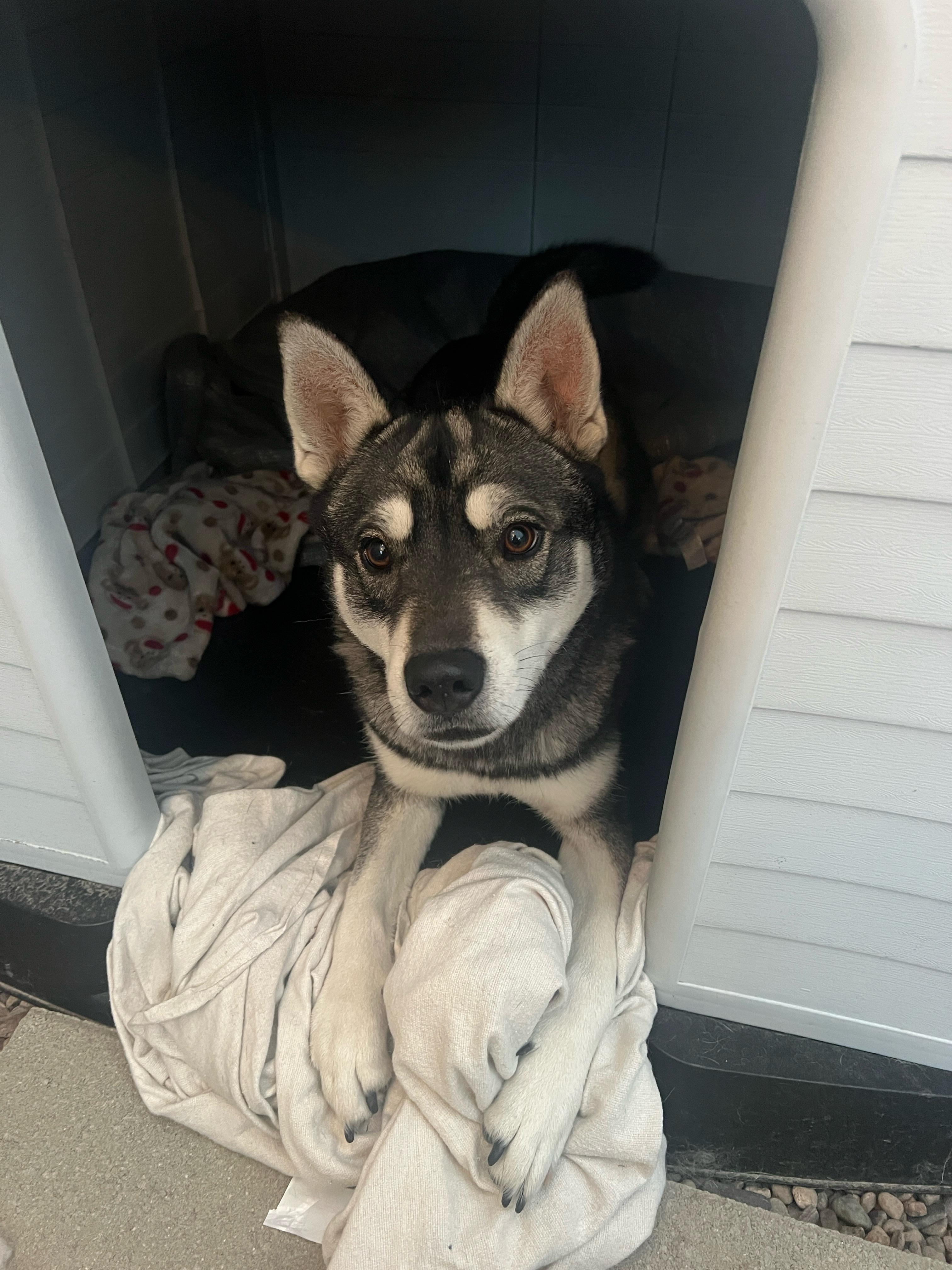 Koba, a Adoptable mixed breed in Hawthorne, CA image 3/3