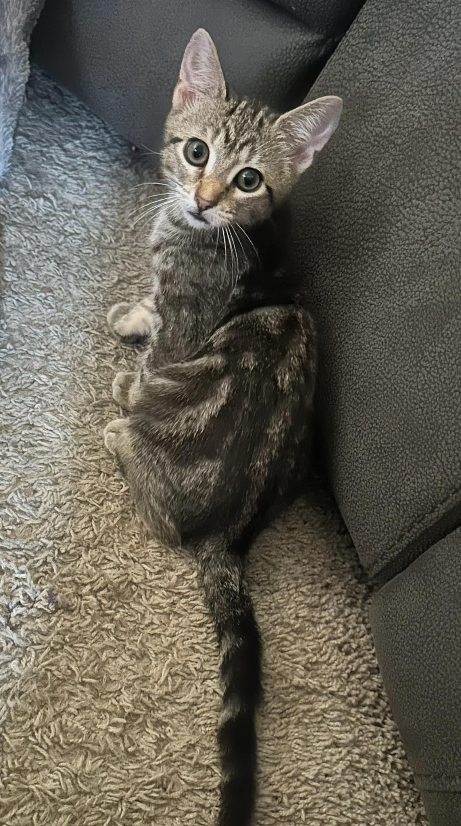 Enlarge Patty Mayo INDOOR ONLY, a Adopted mixed breed in Stockton, CA image 2/6