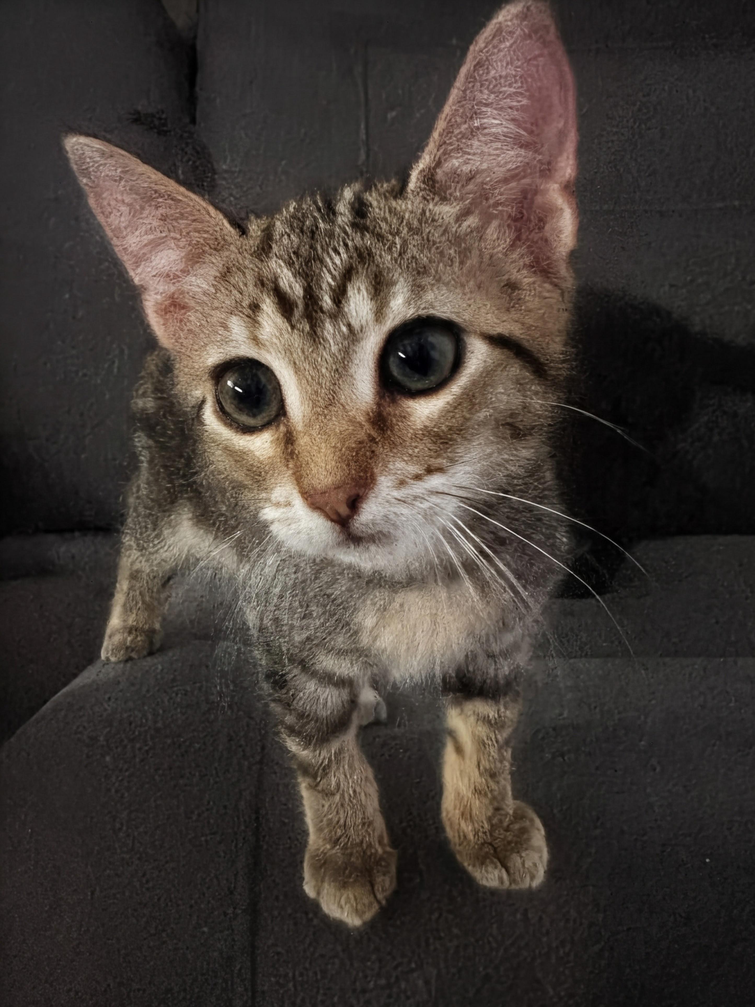 Patty Mayo INDOOR ONLY, Adopted, Kitten Female Domestic Short Hair.