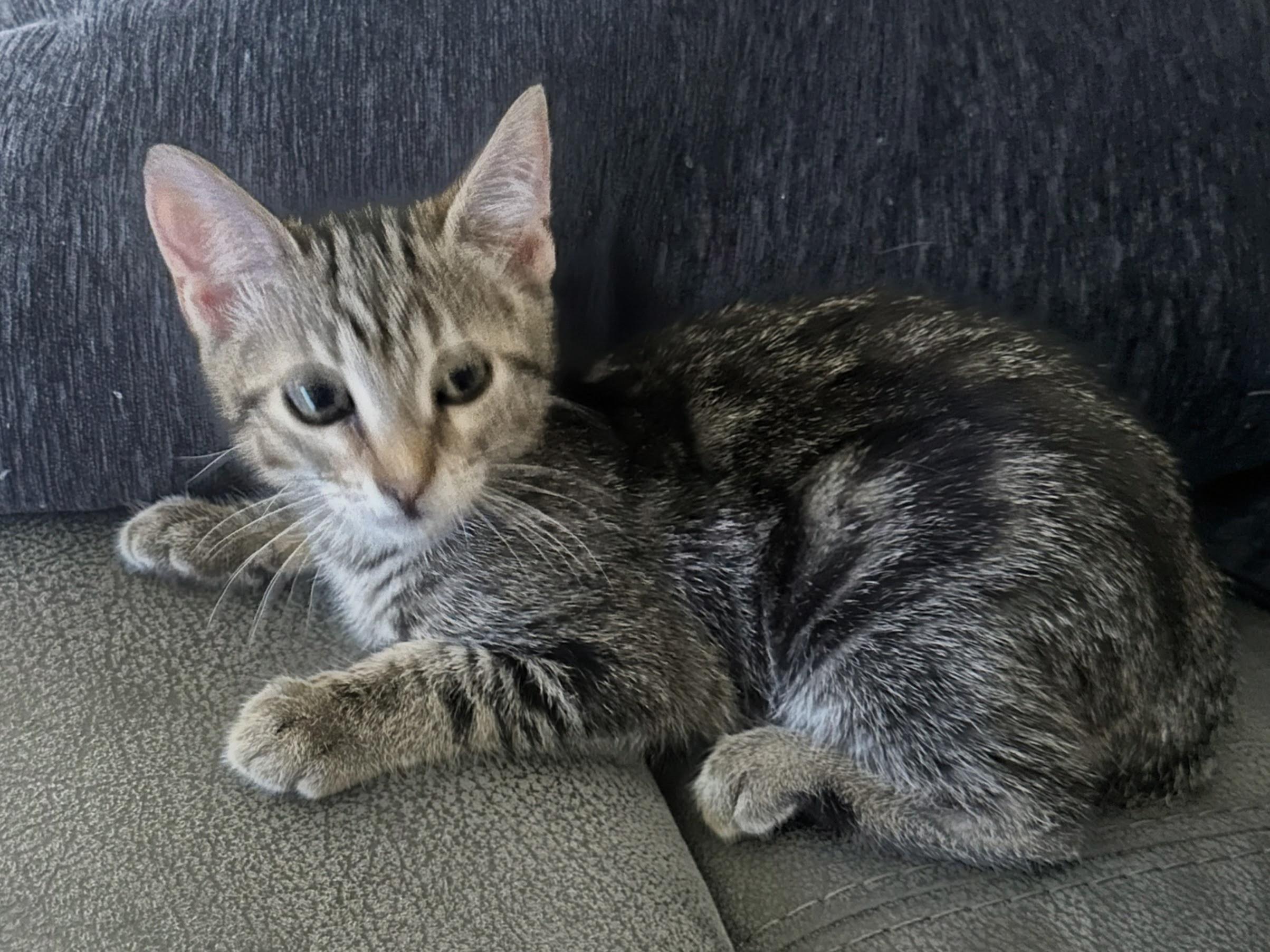 Enlarge Patty Mayo INDOOR ONLY, a Adopted mixed breed in Stockton, CA image 4/6