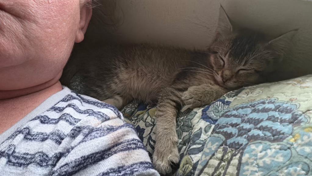 Covey, ADOPTABLE, Kitten Female Domestic Short Hair.