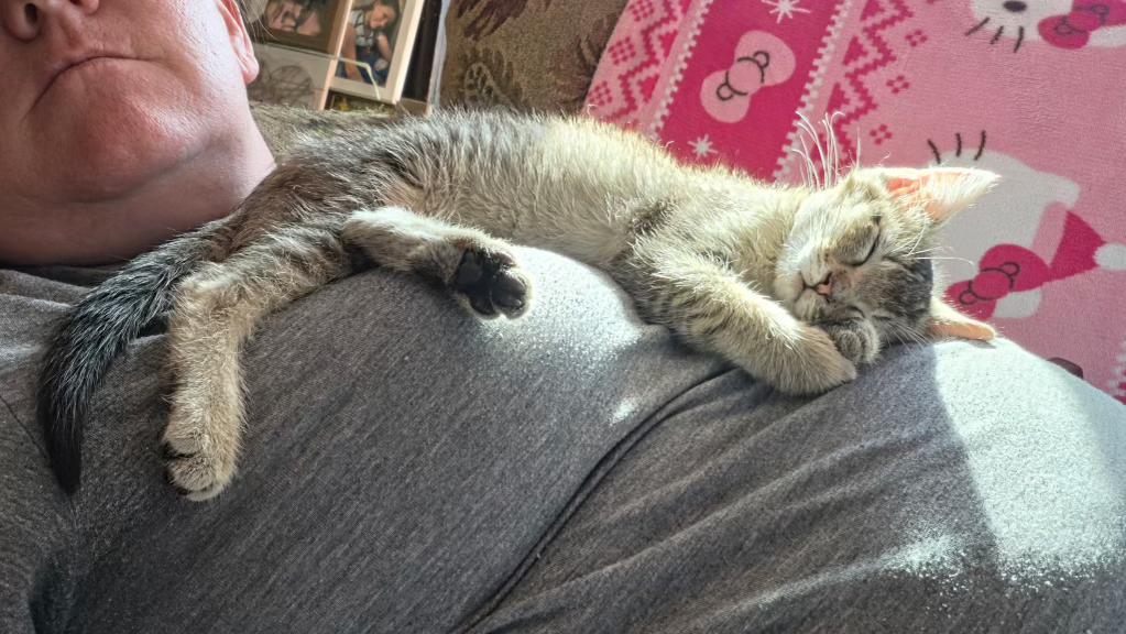 Enlarge Covey, a ADOPTABLE Domestic Short Hair in Pocatello, ID image 4/6