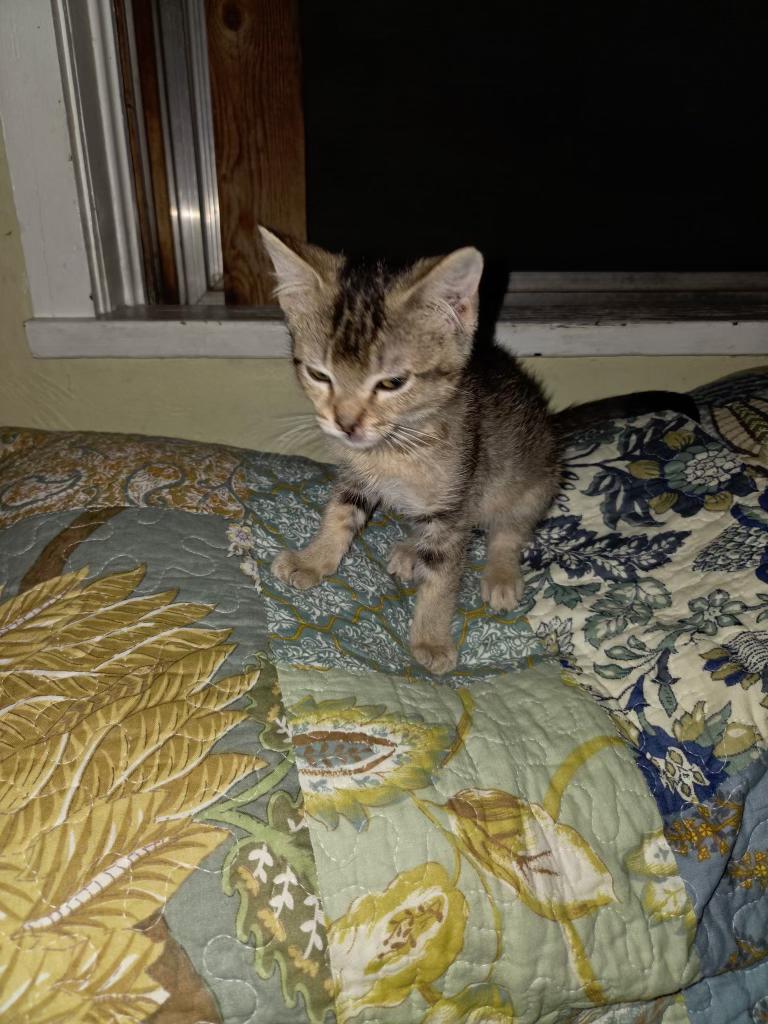 Enlarge Covey, a ADOPTABLE Domestic Short Hair in Pocatello, ID image 6/6