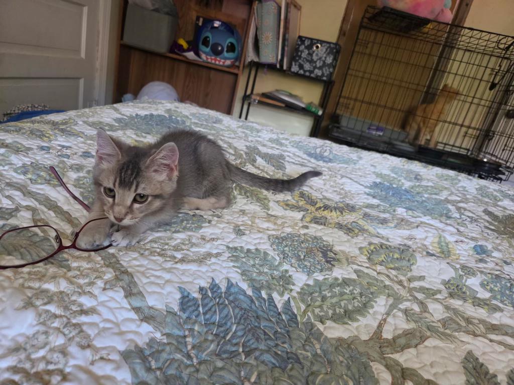 Enlarge Covey, a ADOPTABLE Domestic Short Hair in Pocatello, ID image 5/6