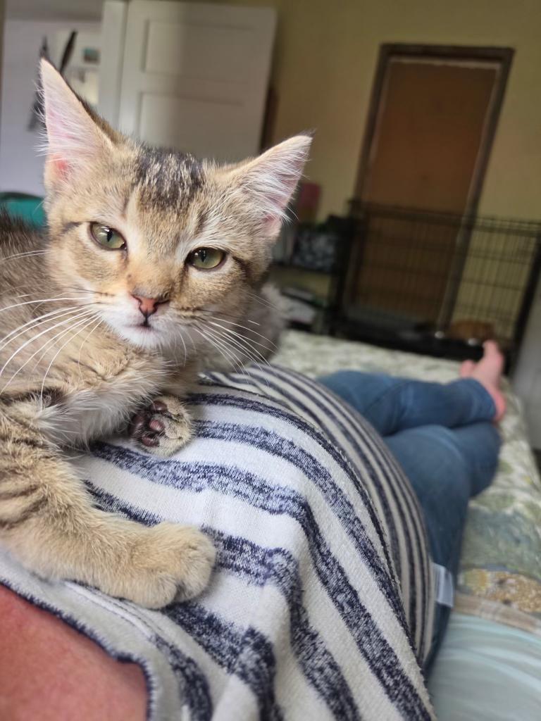 Enlarge Covey, a ADOPTABLE Domestic Short Hair in Pocatello, ID image 3/6