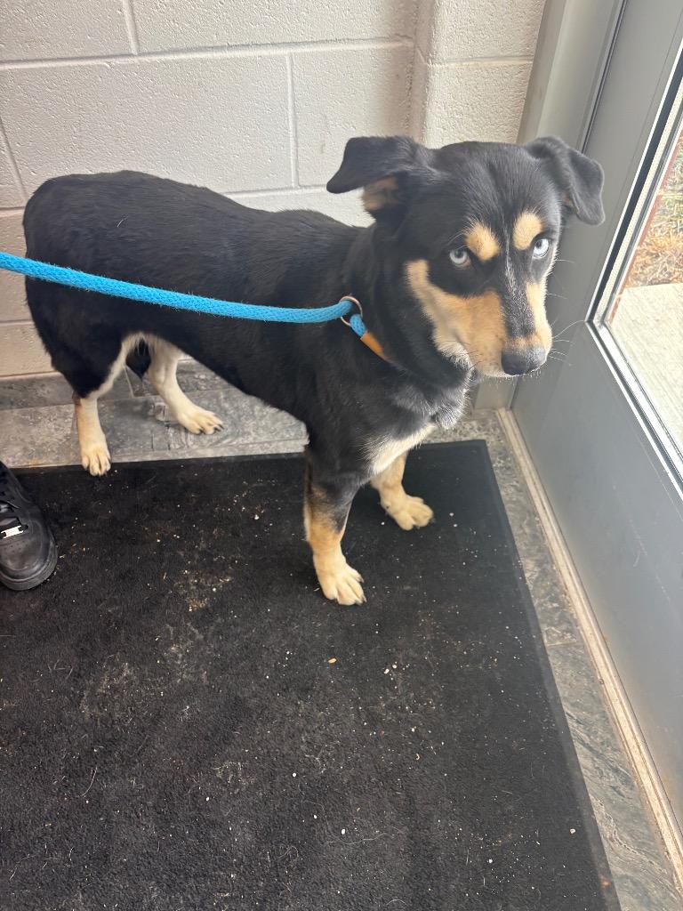 Nina, Adoptable, Adult Female Mixed Breed.