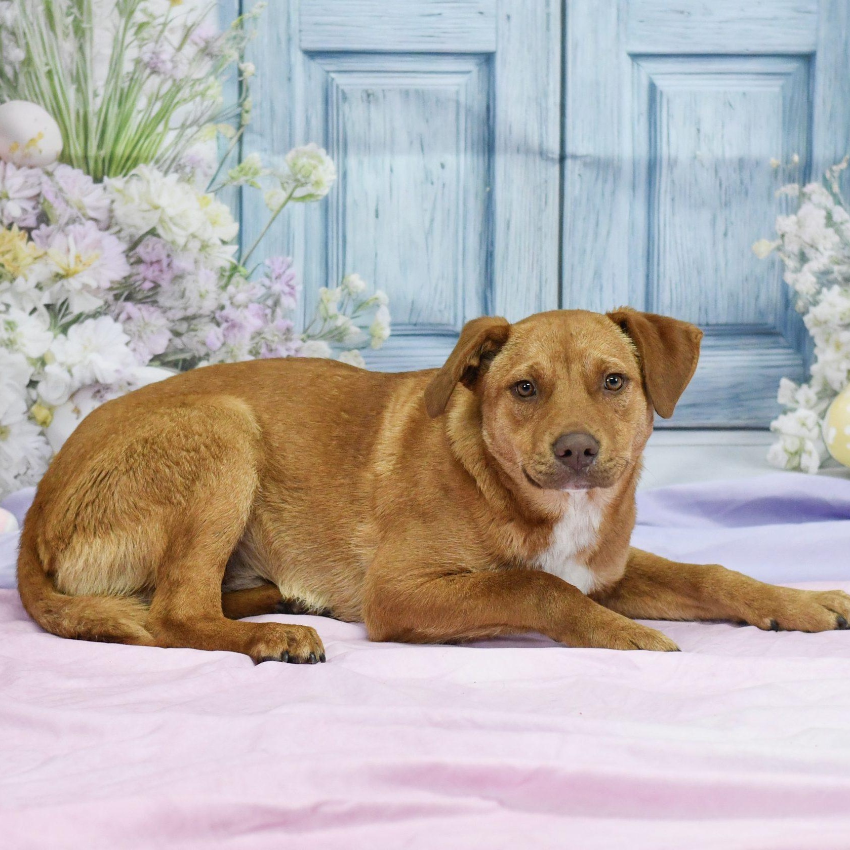 Hank Lee, adopted, Young Male Mixed Breed.