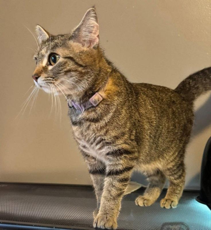Tiger Lily, a Adoptable Tabby in Knoxville, TN image 2/2