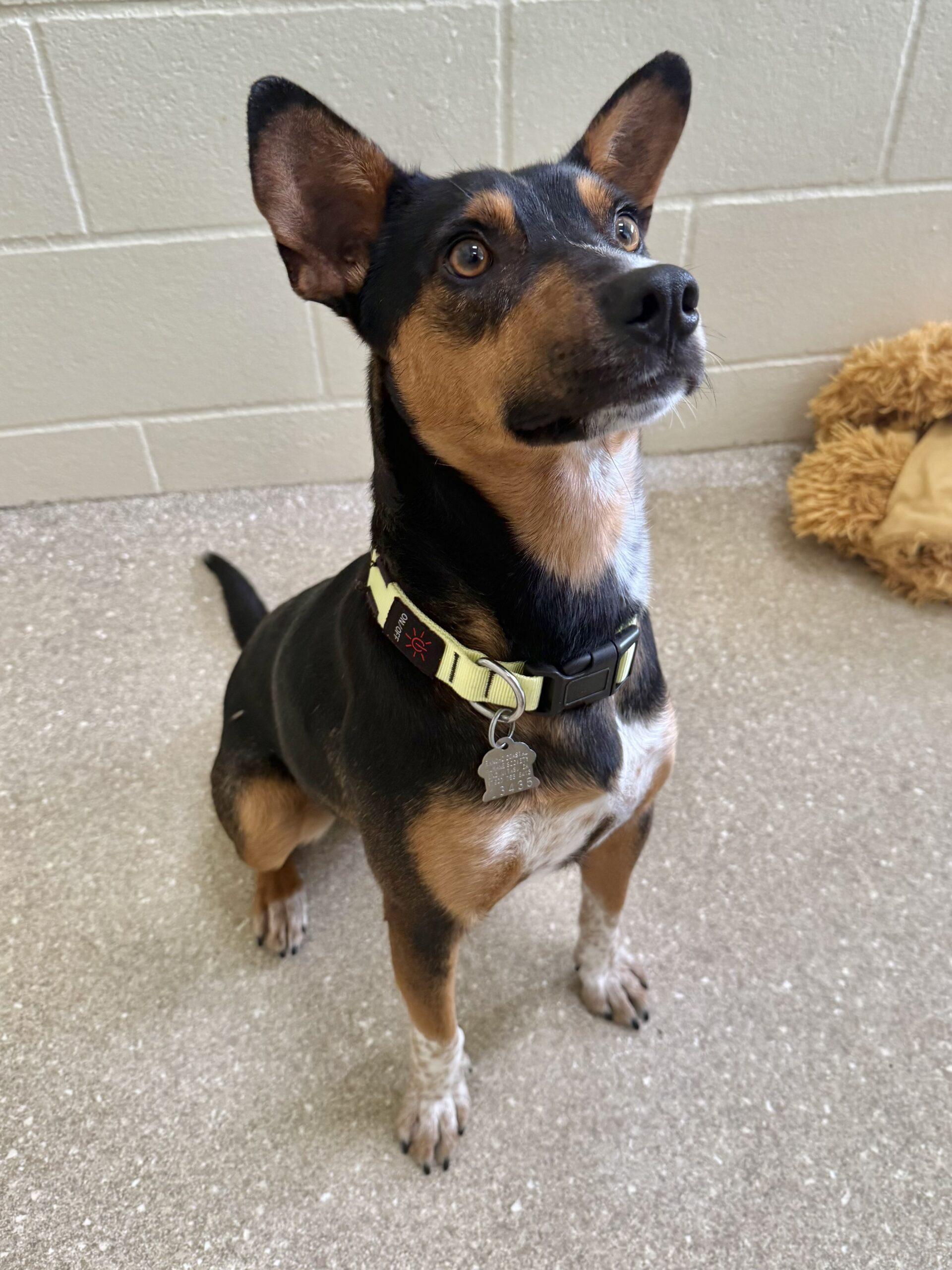 Enlarge Cheesy Nola, a Adoptable mixed breed in Encinitas, CA image 2/2