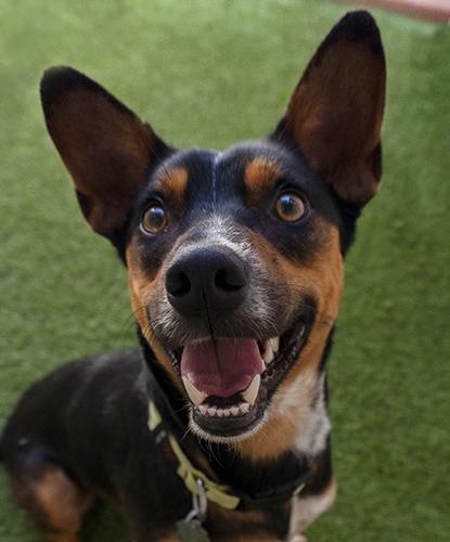 Enlarge Cheesy Nola, a Adoptable mixed breed in Encinitas, CA image 1/2