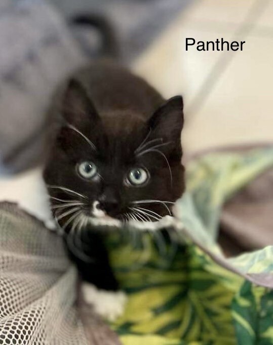 Panther, Adopted, Kitten Female Domestic Short Hair.
