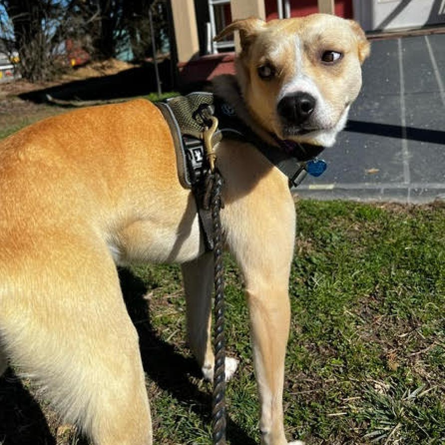 Enlarge Magic, a Adoptable Mixed Breed in Fletcher, NC image 1/6