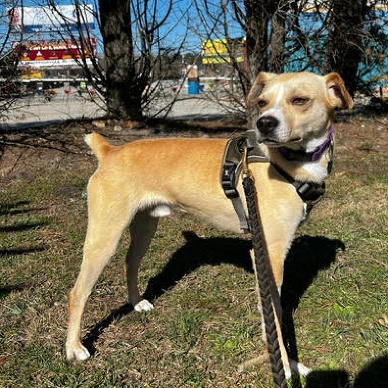 Enlarge Magic, a Adoptable Mixed Breed in Fletcher, NC image 2/6