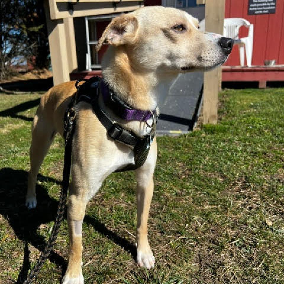 Enlarge Magic, a Adoptable Mixed Breed in Fletcher, NC image 5/6