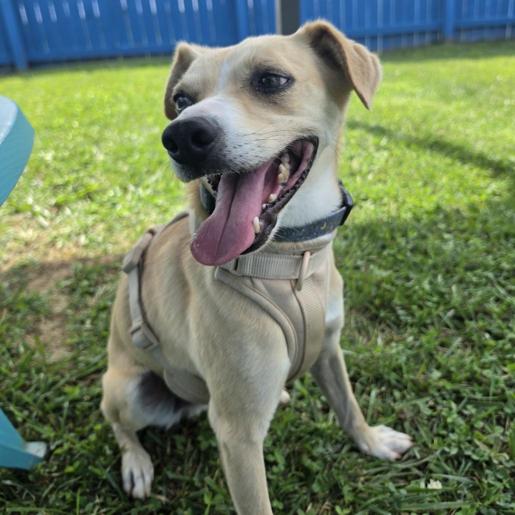 Enlarge Magic, a Adoptable Mixed Breed in Fletcher, NC image 1/6