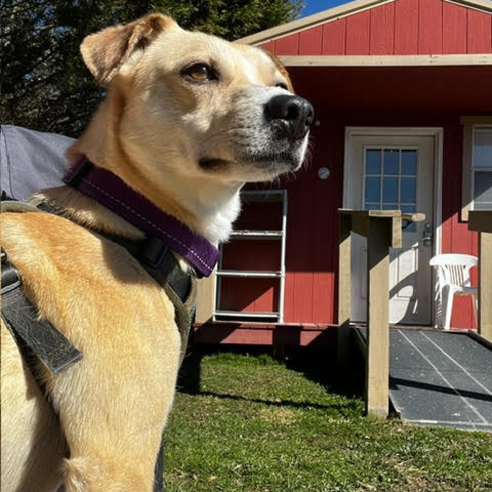 Magic, Adoptable, Adult Male Mixed Breed.