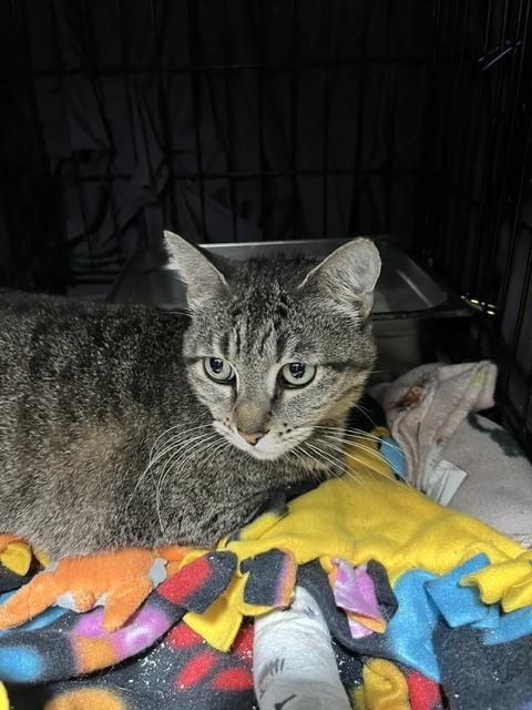 Bonnie, Adoptable, Adult Female Domestic Short Hair.