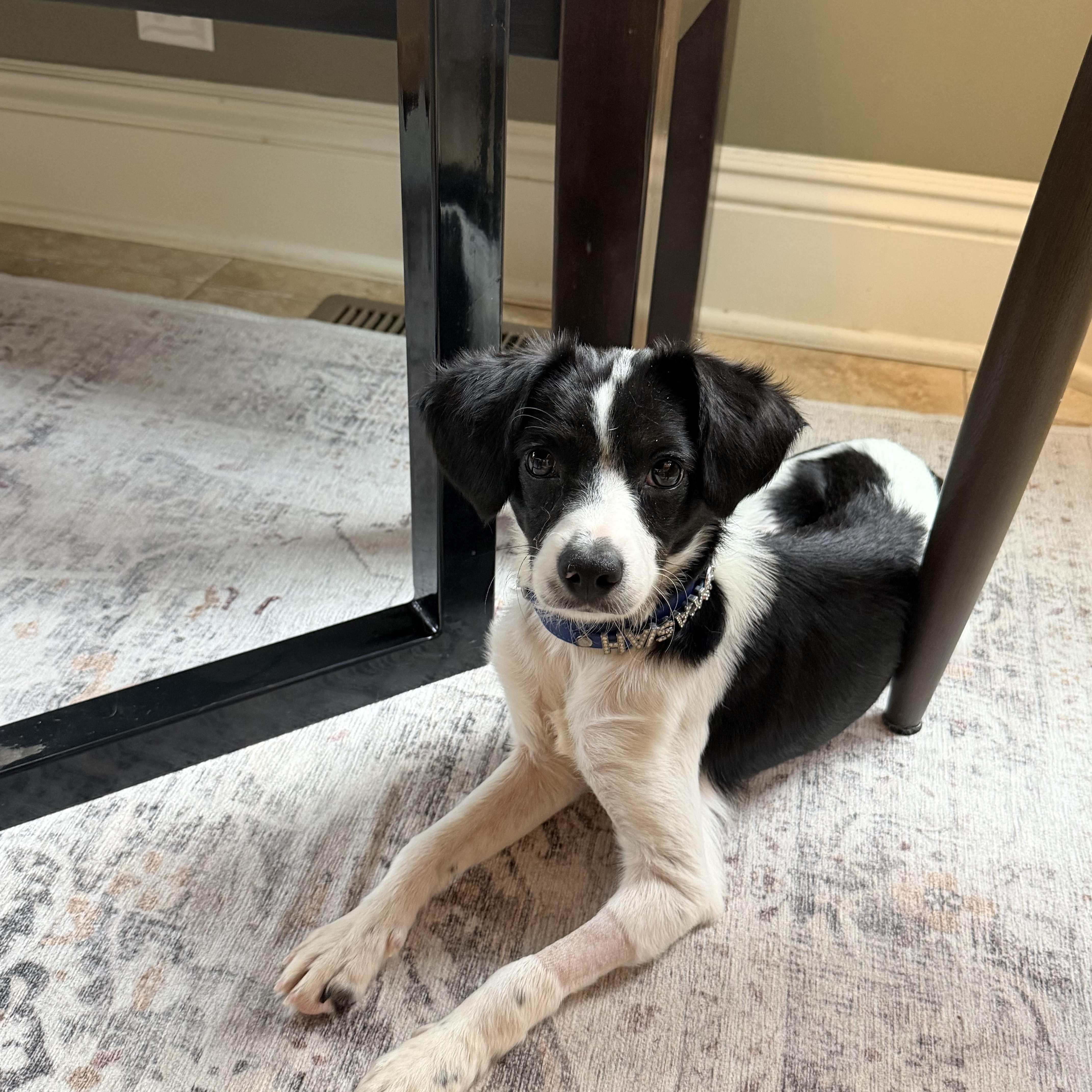 Mickey, adopted, Puppy Male Pointer.