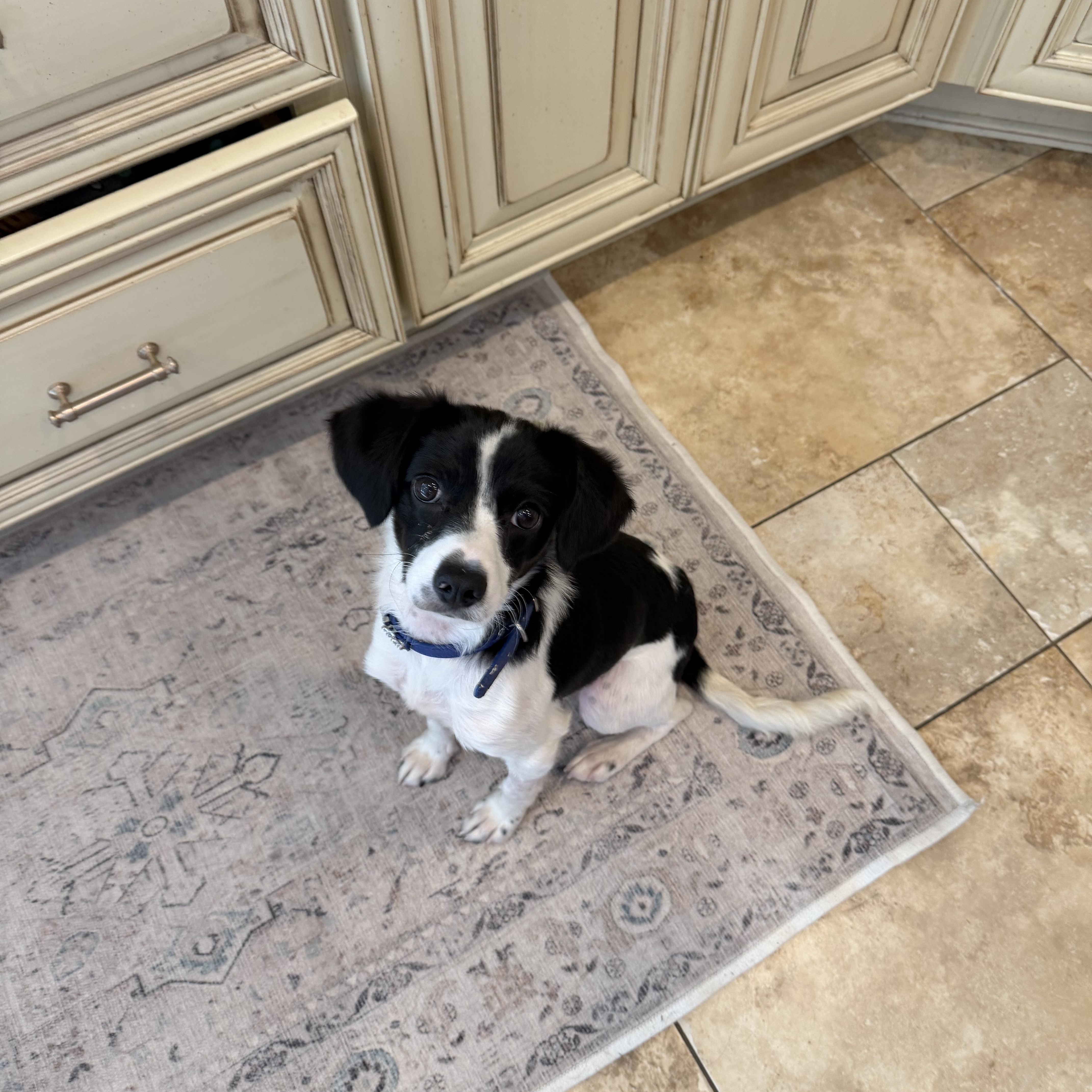Enlarge Mickey, an adopted mixed breed in Mentor, OH image 3/3