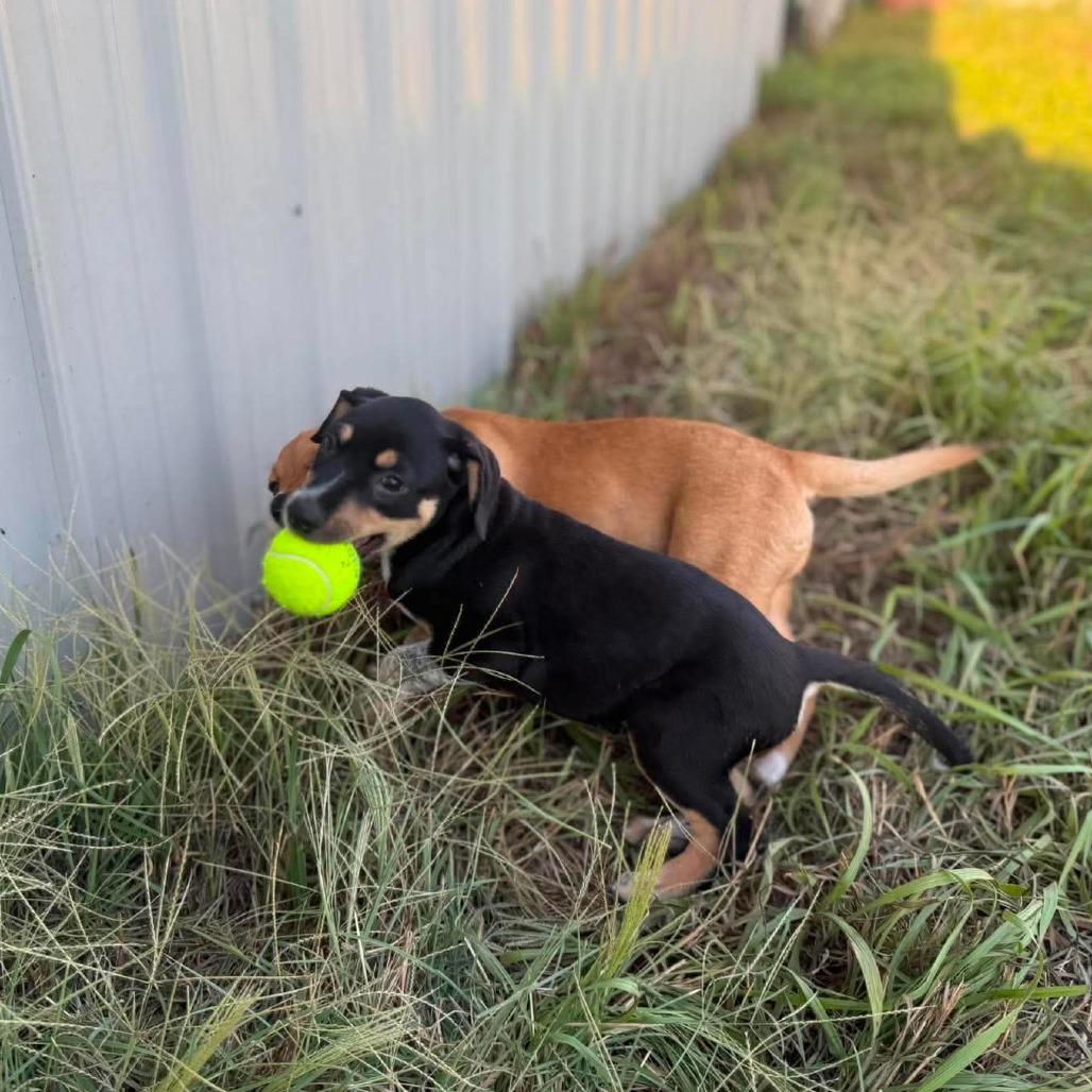 Leopold, Adoptable, Puppy Male Australian Cattle Dog / Blue Heeler & Mixed Breed.