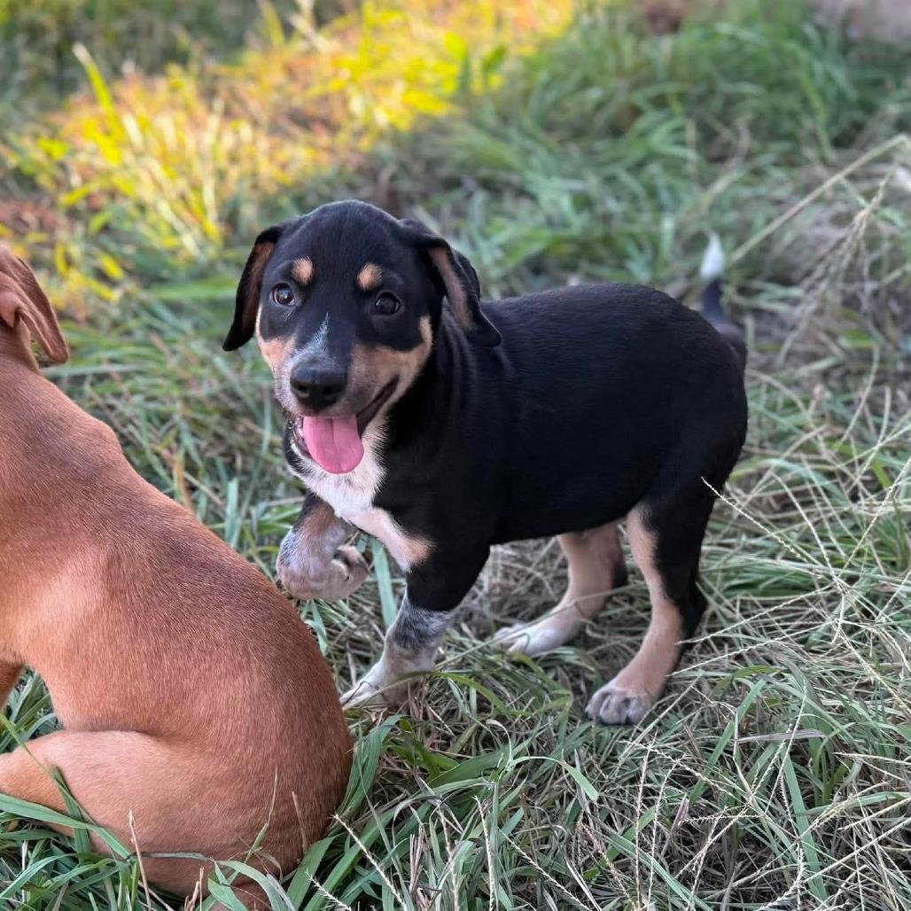 Enlarge Leopold, a Adoptable mixed breed in Peculiar, MO image 2/5