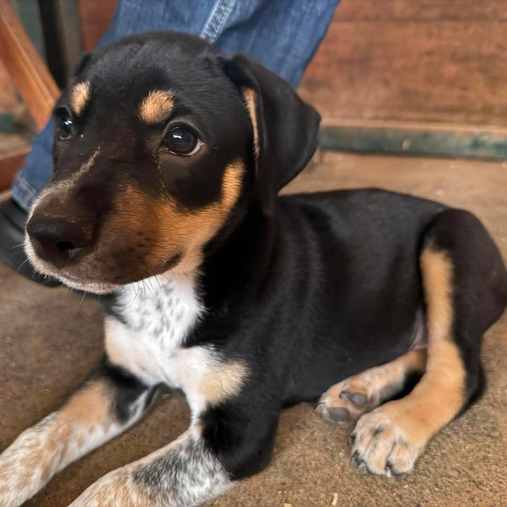 Enlarge Leopold, a Adoptable mixed breed in Peculiar, MO image 3/5