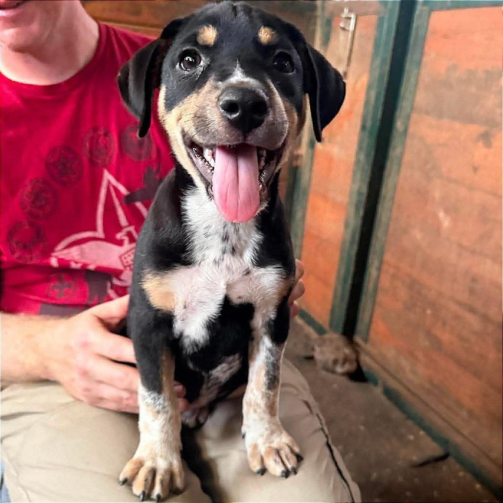 Enlarge Leopold, a Adoptable mixed breed in Peculiar, MO image 4/5