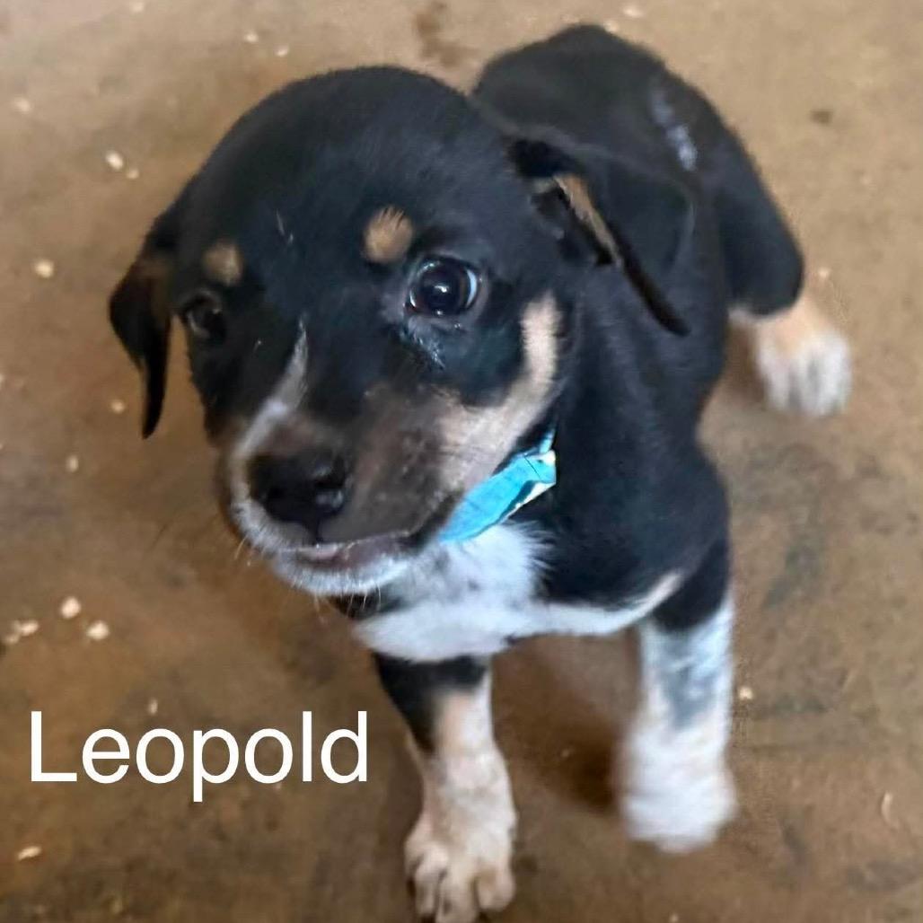 Enlarge Leopold, a Adoptable mixed breed in Peculiar, MO image 5/5