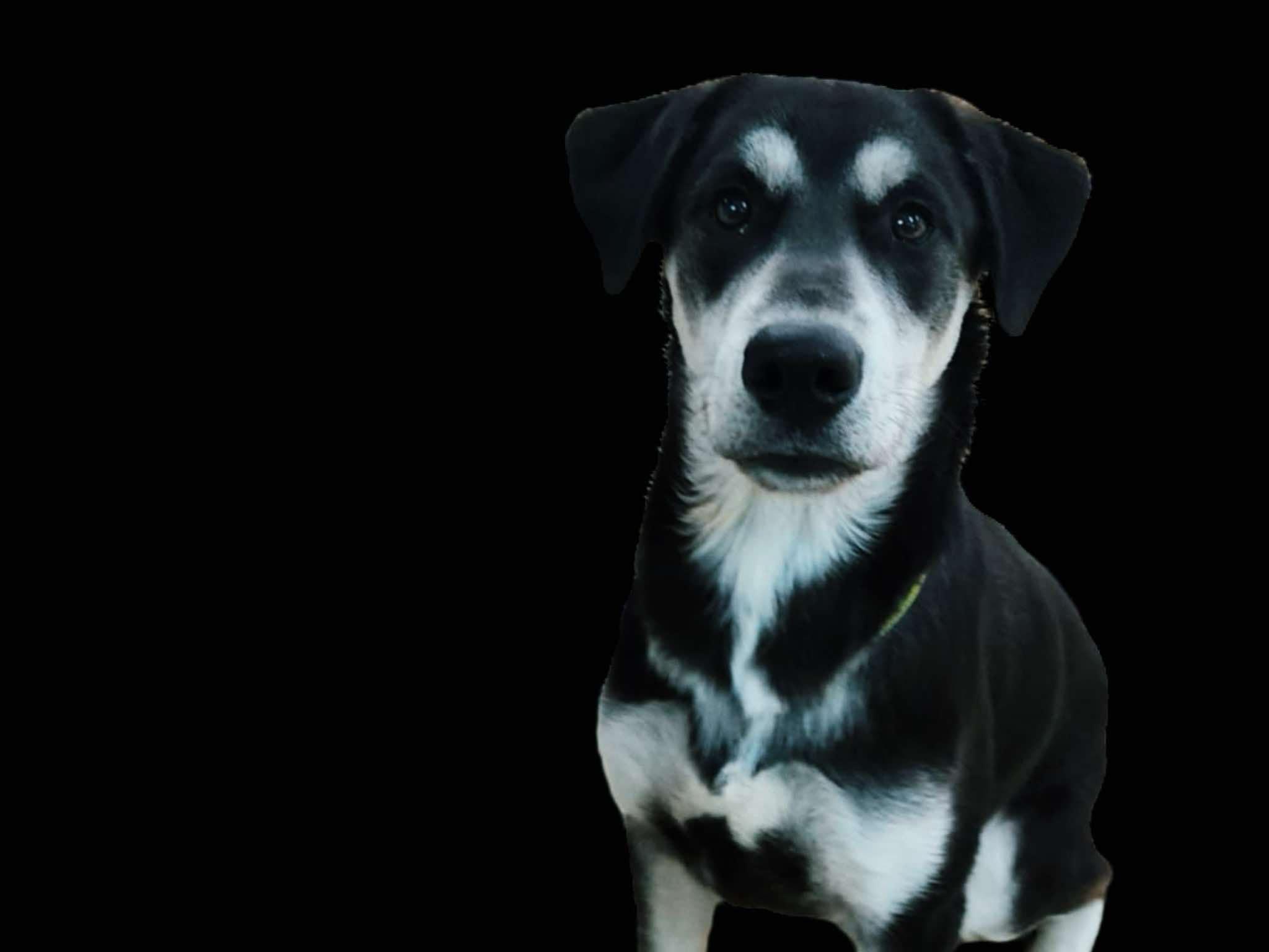 tyson 2