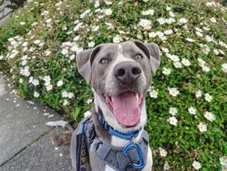 Enlarge APOLLO, a Adoptable mixed breed in McKinleyville, CA image 1/1
