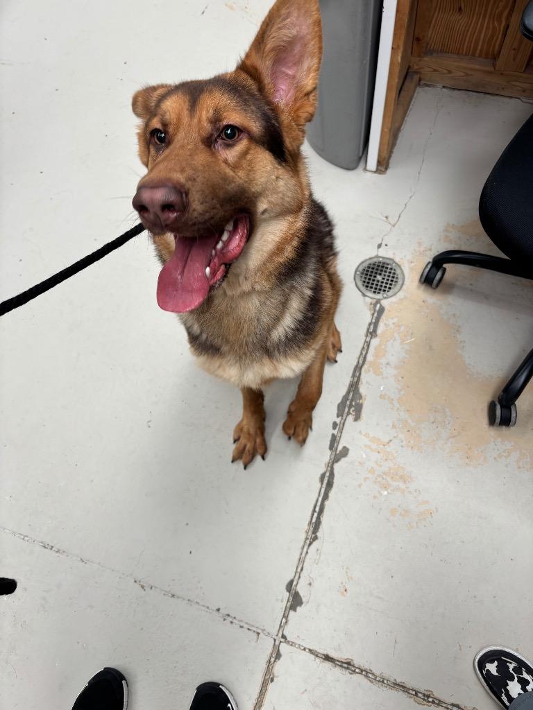 Enlarge Rodeo Hartmen, a Adopted German Shepherd Dog in Findlay, OH image 1/2