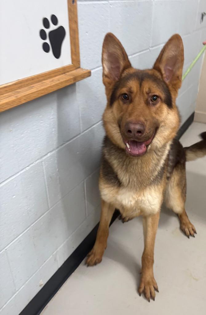 Enlarge Rodeo Hartmen, a Adopted German Shepherd Dog in Findlay, OH image 2/2