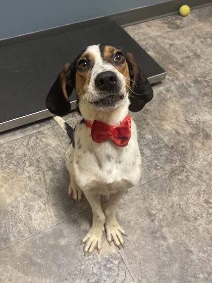 Enlarge Bentley, a ADOPTABLE Mixed Breed in Missoula, MT image 2/2