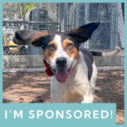 Bentley, ADOPTABLE, Adult Male Mixed Breed.